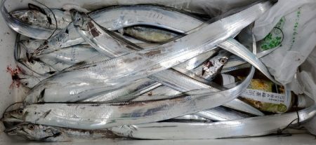 遊漁船 ニライカナイ 釣果