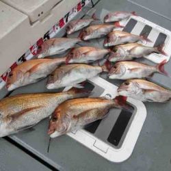 遊漁船 セトマリン 釣果