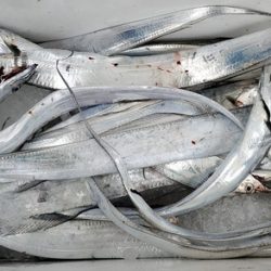 遊漁船 ニライカナイ 釣果