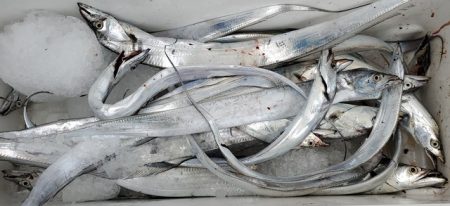 遊漁船 ニライカナイ 釣果