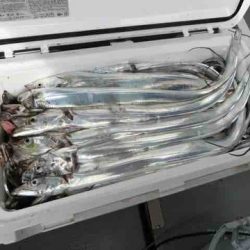 遊漁船 セトマリン 釣果