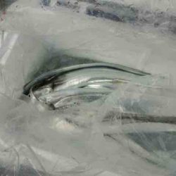 遊漁船 セトマリン 釣果