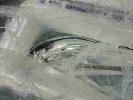 遊漁船 セトマリン 釣果