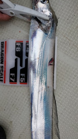 遊漁船　ニライカナイ 釣果