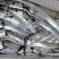 遊漁船 セトマリン 釣果