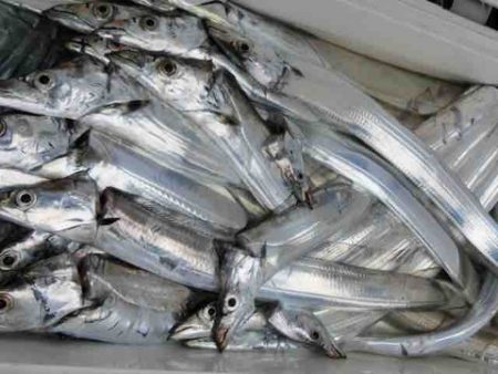 遊漁船 セトマリン 釣果