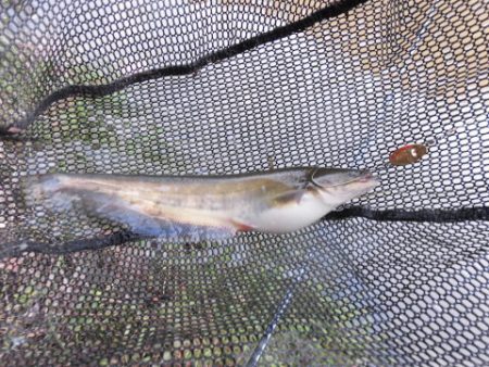 OLAHO　FISHING SPOT 釣果…