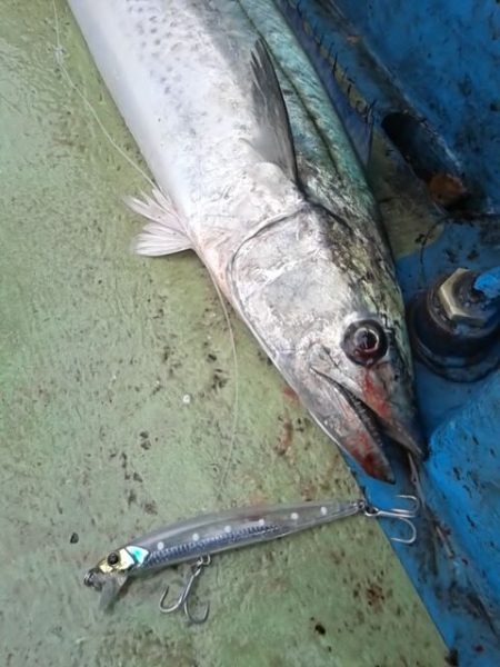 さわ浦丸 釣果