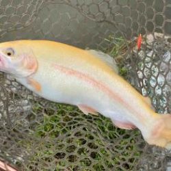 フィッシング サンクチュアリ 釣果