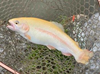 フィッシング サンクチュアリ 釣果