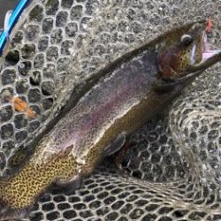 フィッシング サンクチュアリ 釣果