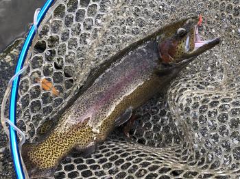 フィッシング サンクチュアリ 釣果