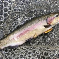 フィッシング サンクチュアリ 釣果