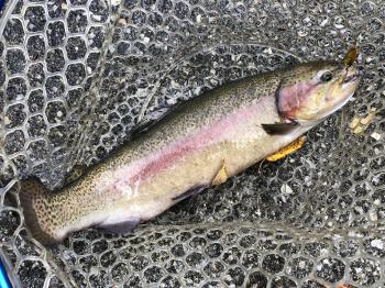 フィッシング サンクチュアリ 釣果