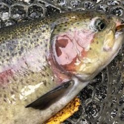 フィッシング サンクチュアリ 釣果