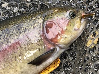 フィッシング サンクチュアリ 釣果