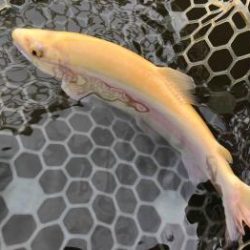 フィッシング サンクチュアリ 釣果