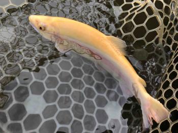 フィッシング サンクチュアリ 釣果