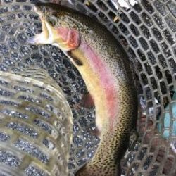 フィッシング サンクチュアリ 釣果