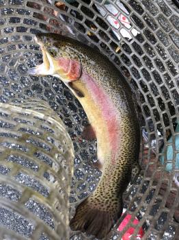 フィッシング サンクチュアリ 釣果