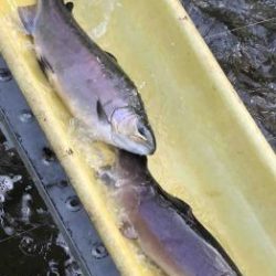 フィッシング サンクチュアリ 釣果