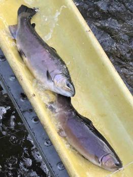 フィッシング サンクチュアリ 釣果