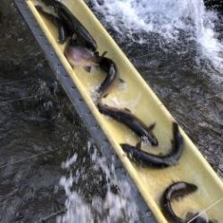 フィッシング サンクチュアリ 釣果