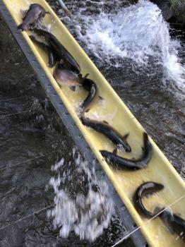 フィッシング サンクチュアリ 釣果