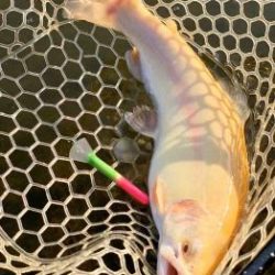 フィッシング サンクチュアリ 釣果