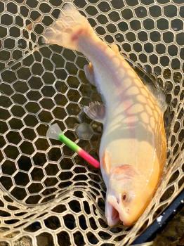 フィッシング サンクチュアリ 釣果