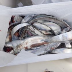 遊漁船 遊友 釣果