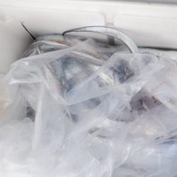 遊漁船 遊友 釣果