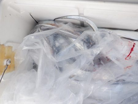 遊漁船 遊友 釣果