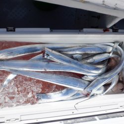 遊漁船 遊友 釣果