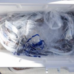 遊漁船 遊友 釣果