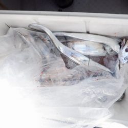 遊漁船 遊友 釣果