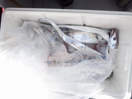 遊漁船 遊友 釣果