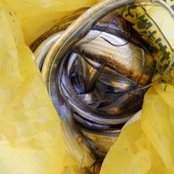 遊漁船 遊友 釣果