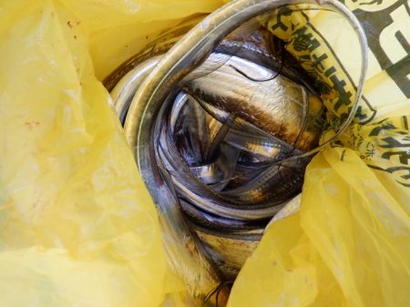 遊漁船 遊友 釣果