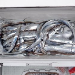 遊漁船 遊友 釣果