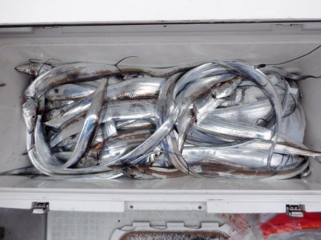 遊漁船 遊友 釣果