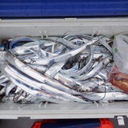 遊漁船 遊友 釣果