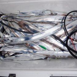 遊漁船 遊友 釣果