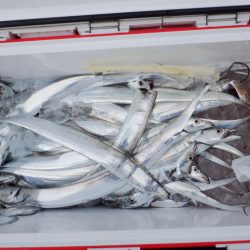 遊漁船 遊友 釣果