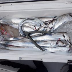 遊漁船 遊友 釣果