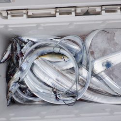 遊漁船 遊友 釣果