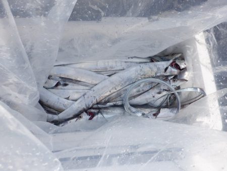 遊漁船 遊友 釣果