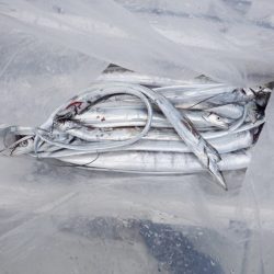 遊漁船 遊友 釣果