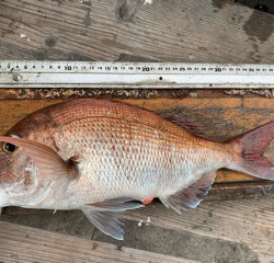 幸吉丸 釣果