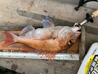 幸吉丸 釣果